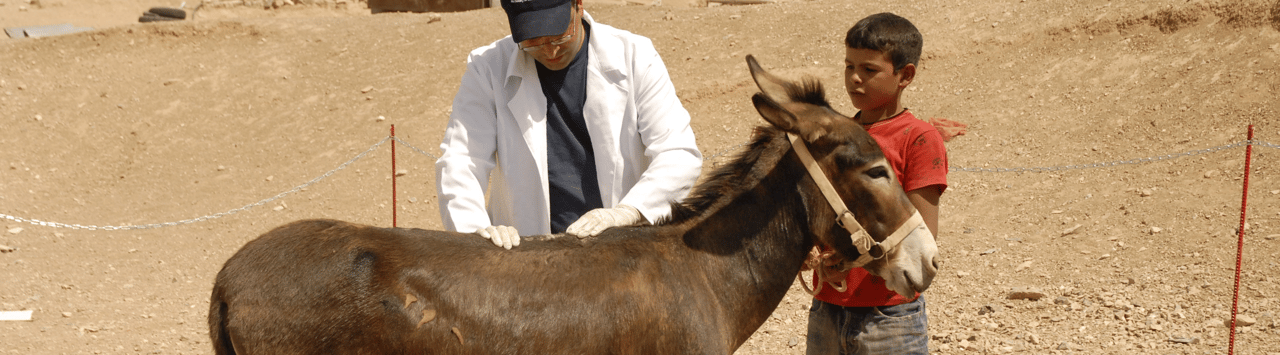 A donkey strapped with cargo being petted by a man and a boy