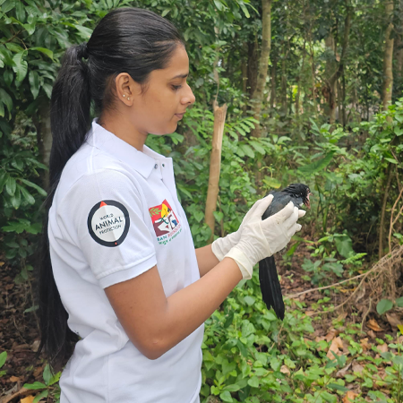 Rescued Asian Koel