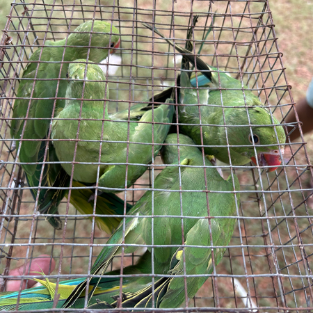 Rescued parakeets, Dhakapara