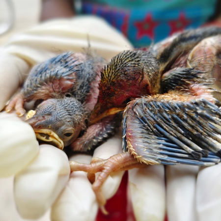 Three small birds are sitting in the palm of a gloved hand having just been rescued