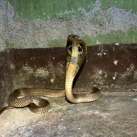 A cobra snake rescued after storms
