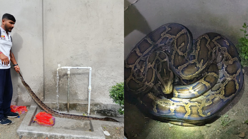 A burmese python is being rescue by World Animal Protection Staff on the image on the left hand side. On the right hand side we see a burmese python snake on the floor.