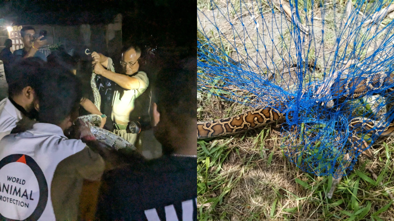 On the left image a snakes is being rescued by world animal protection staff wearing white shirts and the logo. On the right images a Burmese python is getting tangled in blue netting.