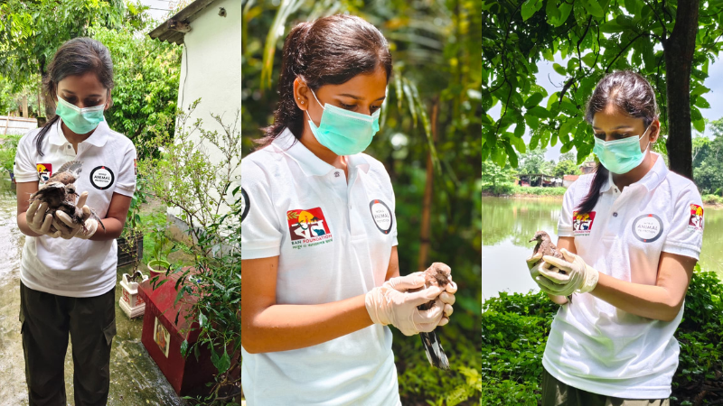 World Animal Protection staff with a brunette ponytail and white shirt is rescuing small spotted doves.