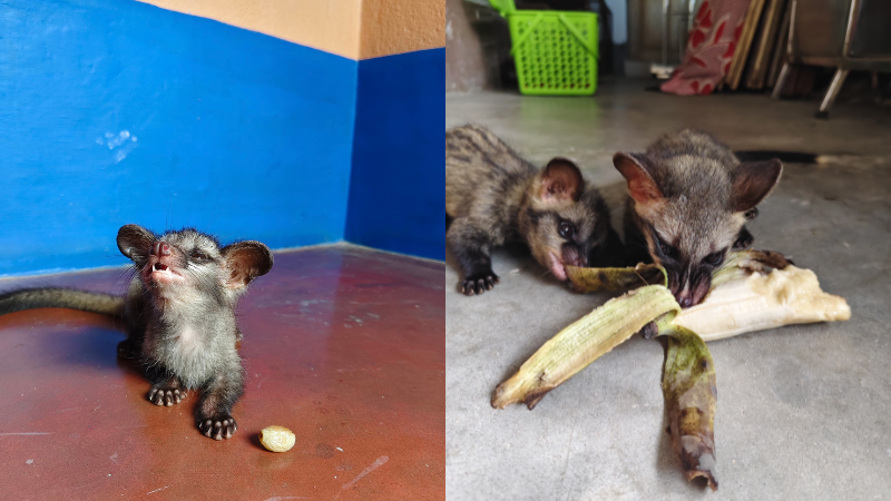 Two images next to each other of asian palm civets. One shows them eating a banana and another of them exploring on the floor.