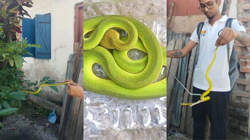 Image divided into three section, the first shows hands rescuing a green snakes, the middle image shows a green snake coiled up, and the third shows a man wearing a world animal protection logo handling / rescuing the snake.