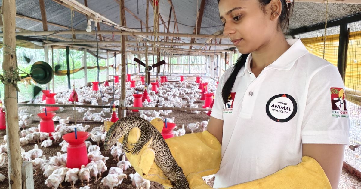 Woman with white t-shirt and World Animal Protection logo is holding a Bengal Monitor Lizard in a chicken pen.