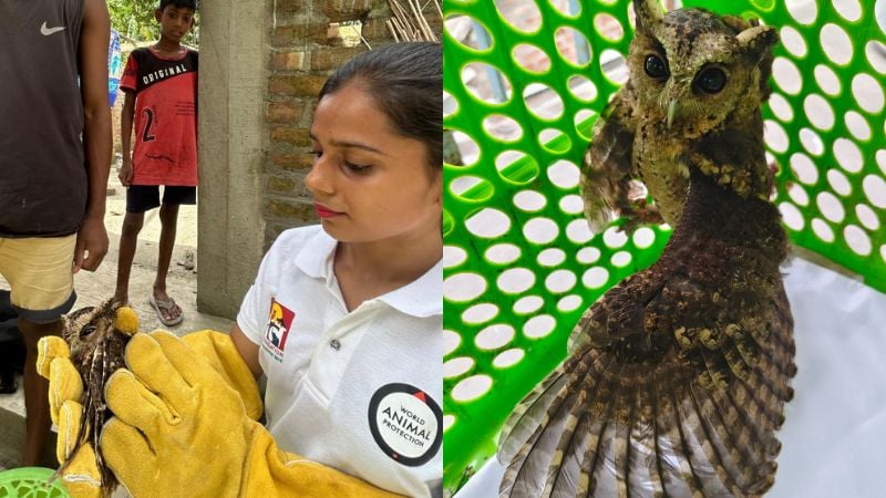Divided picture, on the left hand side is a woman wearing a world animal protection t-shirt holding a Scoops owl with yellow gloves, on the right is a scoop owl with it's wing out.