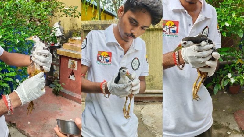 An image divided into three sections, each containing a member of world animal protection holding the White-breasted Waterhen,a black and white bird with a long beak.