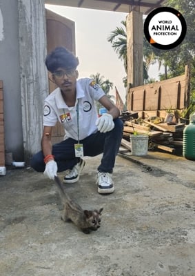 Asian Palm Civet with World Animal Protection Volunteer