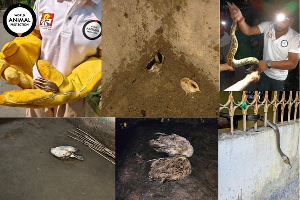 Different animals rescued in the month of September 2025 by WAP Volunteers