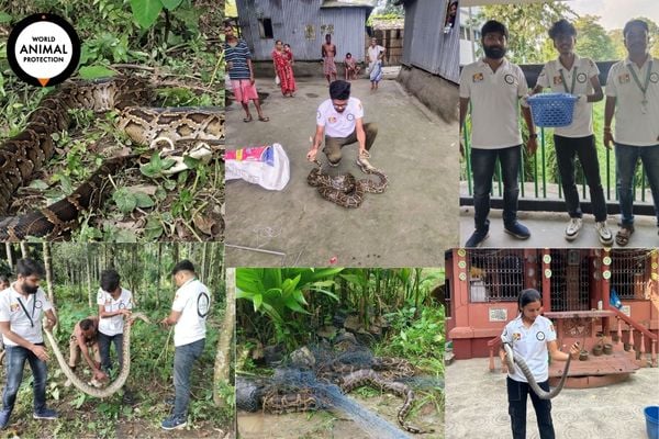 Collage of multiple snakes (pythons) rescued by WAP Volunteers