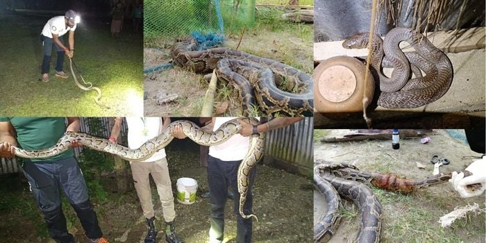 Collage of Snakes rescued and rehabilitated by World Animal Protection volunteers