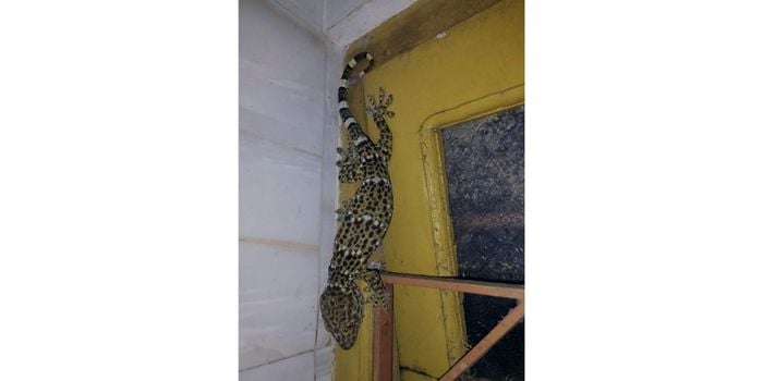 a picture of Tokay Gecko while rescuing