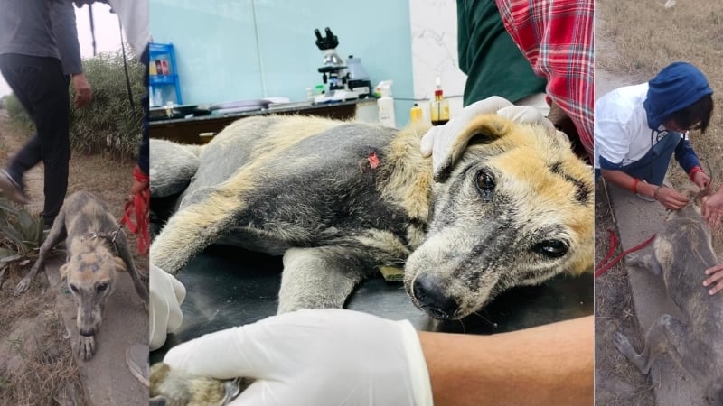 Rescue and treatment of an injured community dog named Mr. Brown, by World Animal Protection volunteers, showing the dog being safely handled, examined, and treated by veterinarians during a field rescue and clinical care process
