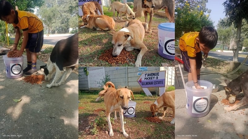 World Animal Protection volunteers, including a child volunteer, feeding community dogs with dry food during a neighbourhood feeding drive, using branded food containers in outdoor public spaces.