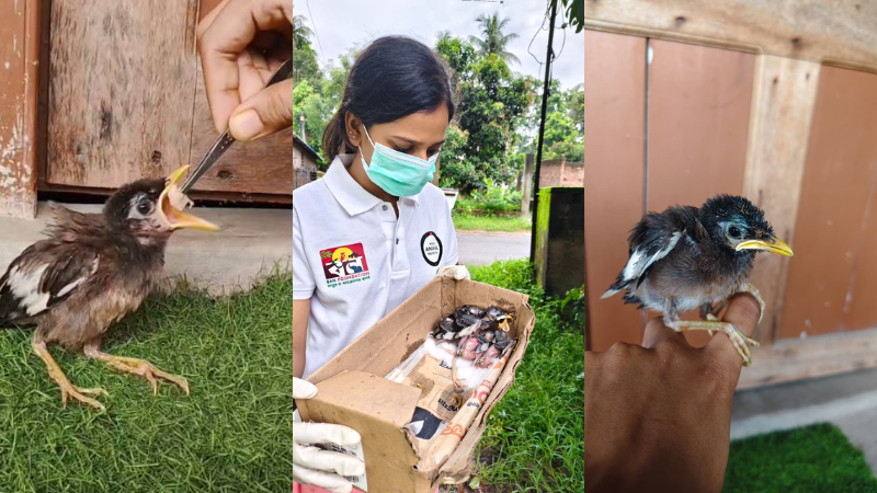 A divided image of three photos. Two images show two fledgling Mynas eating and sitting. The other image shows World Animal Protection Staff rescuing the birds.