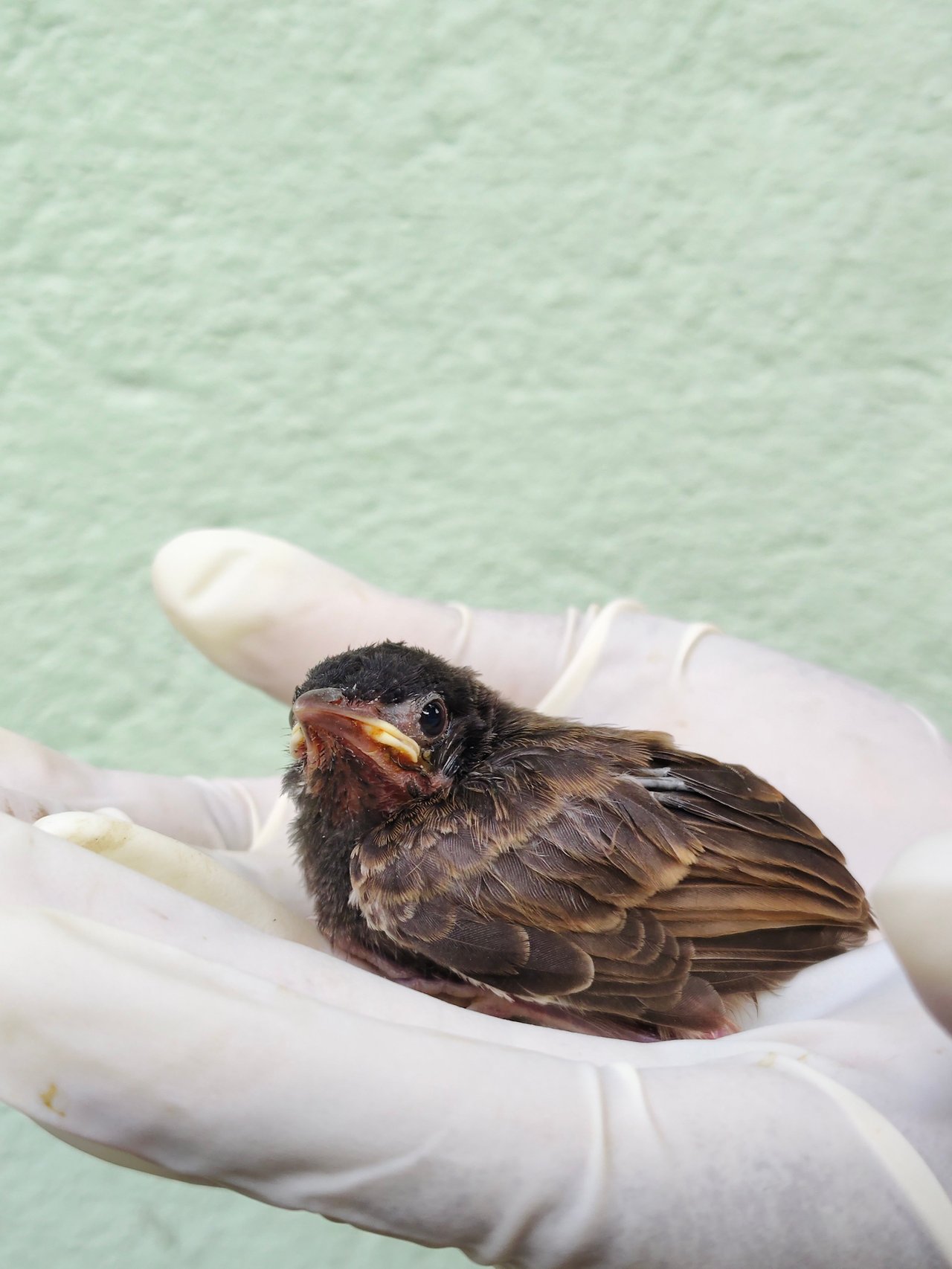 Sparrow