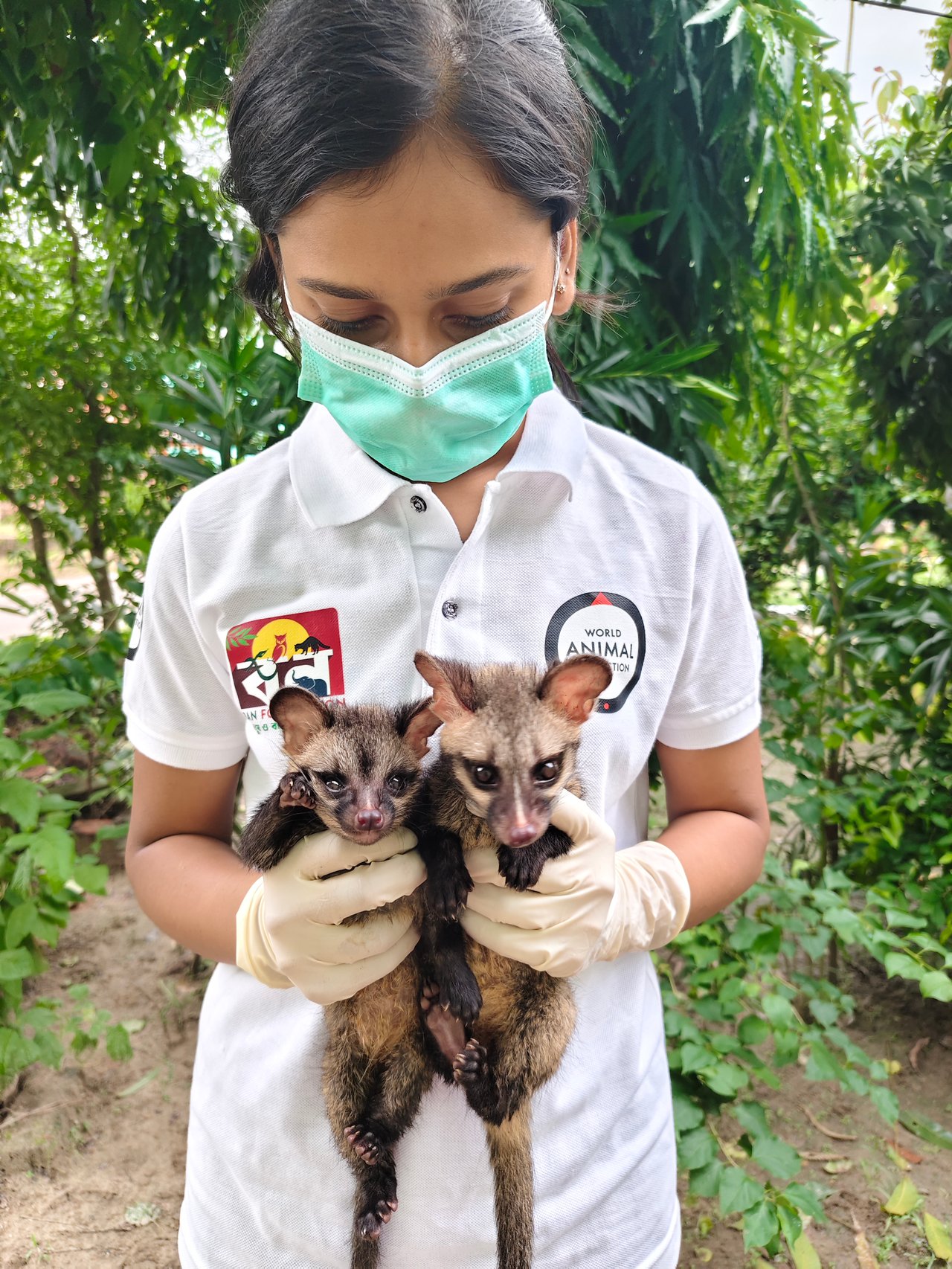 Asian Palm Civets