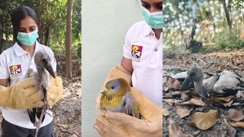 collage of 3 images showing yellow footed green pigeon and juvenile asian openbill stork