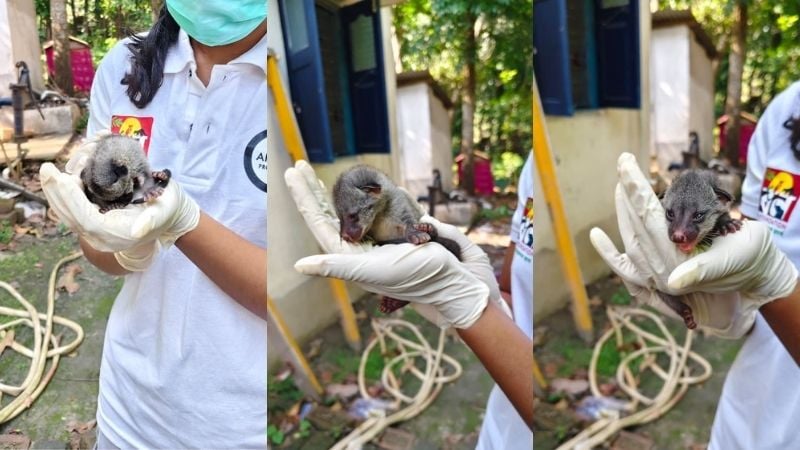 May_asian_palm_civet_AP.jpg