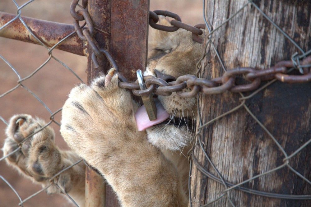 A lion's eye photographed through a cage