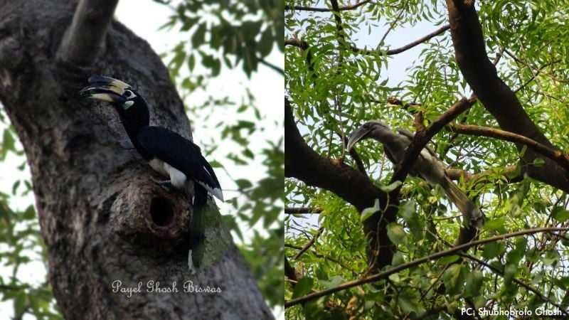 Left Image: Oriental Pied Hornbill in Lodi Gardens in New Delhi clicked by Payel Biswas || Right Image: Grey Hornbill in Lodi Gardens in New Delhi clicked by Shubhobroto Ghosh