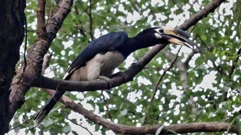 article_img_Oriental Pied Hornbill in Lodi Gardens in New Delhi   Shubhobroto Ghosh.jpg