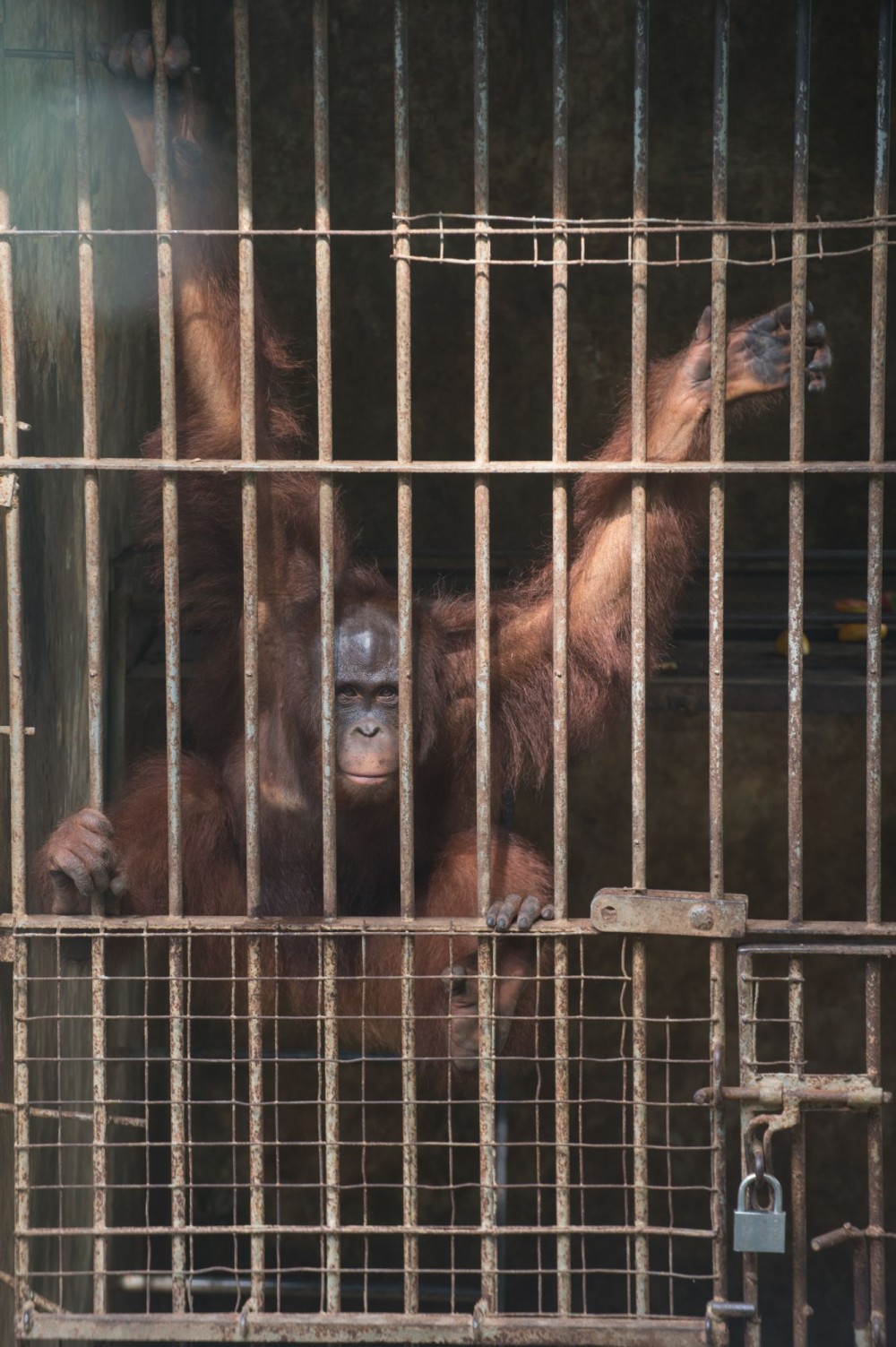 A monkey hanging from the bars of a cage with their arms and legs