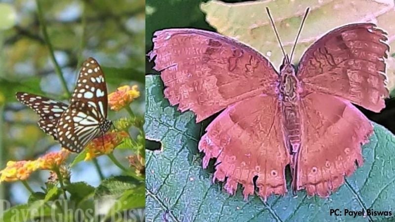 college of 2 images of butterfly captured by Payel Biswas