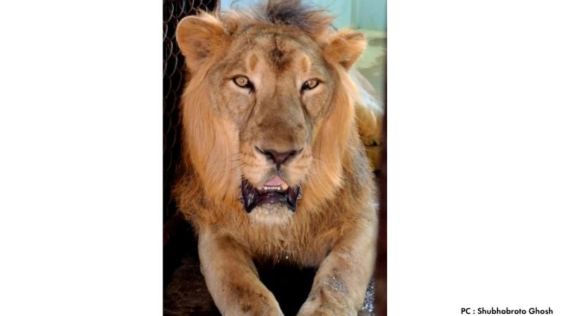 Etawah Safari Park has successfully developed veterinary procedures to combat canine distemper in captive lions.