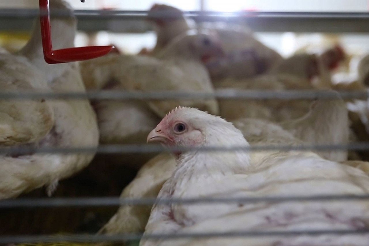 Young white chick in factory farm setting