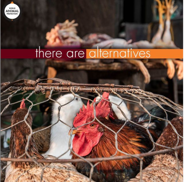 Multiple different coloured chickens trapped in a wire cage