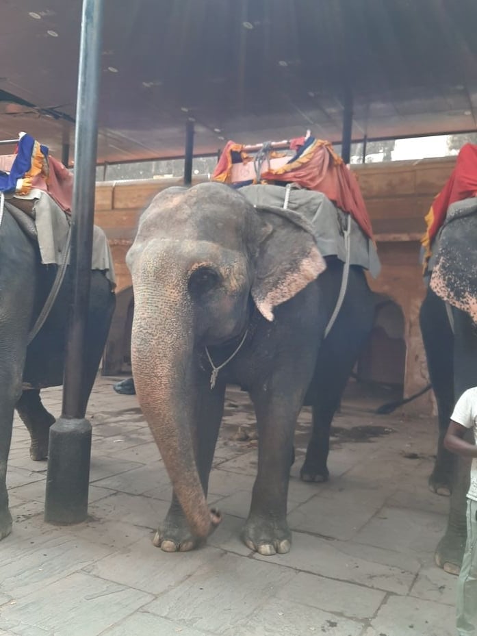Captive elephants used for tourist rides at Amer Fort in Jaipur, highlighting welfare concerns around elephant tourism.