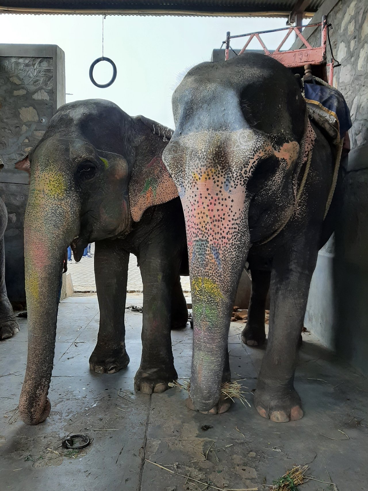Elephants in Haathi Gaon in Jaipur Shubhobroto Ghosh.jpg