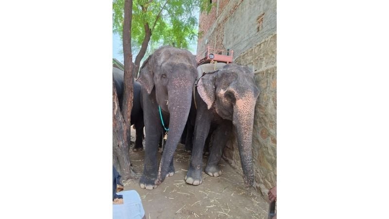 elephants in haathi gaon