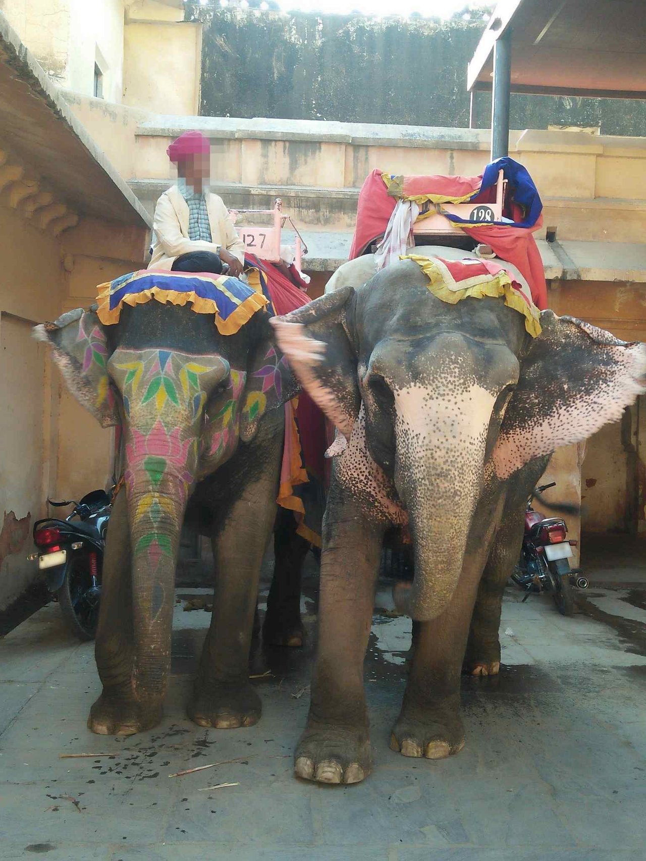 Two elephants, one with a person on their back, are walking up Amer Fort.