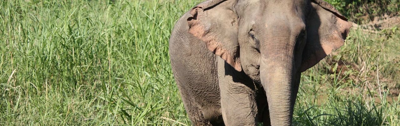 Asian elephant staring at the camera in the middle of grassland