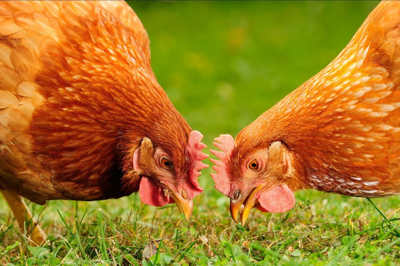 Two brown chickens pecking at the green grass beneath them