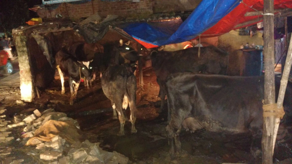 A group of unhealthy looking cows in a street market setting