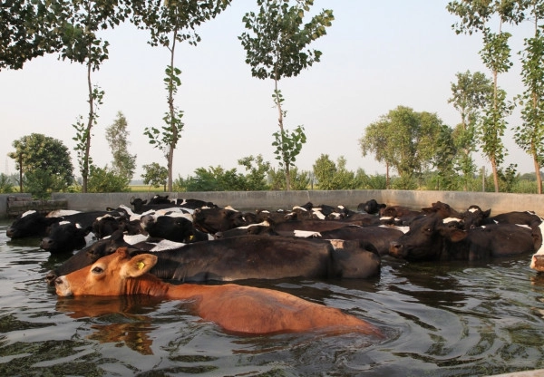 A small herd of cows submerged up to their neck in water