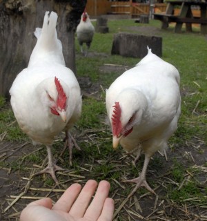 Three white chickens roaming outside with a human hand offering them food