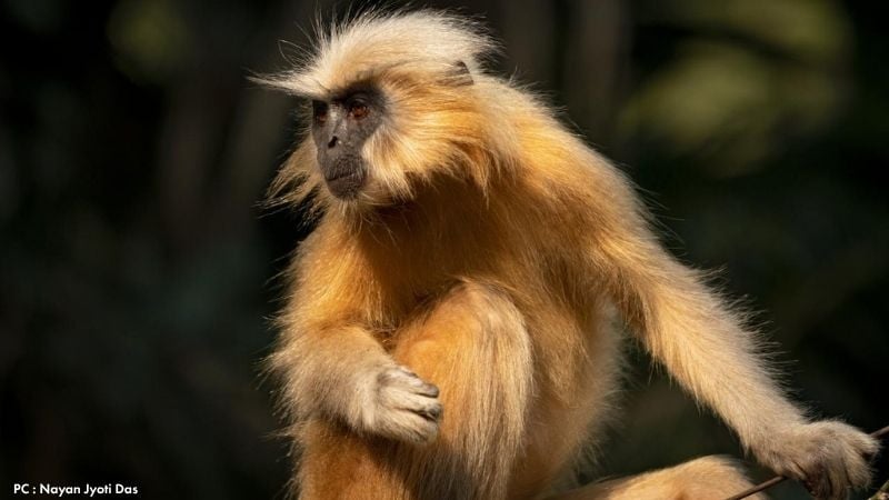 Golden Langur with infant in Guwahati Zoo in Assam