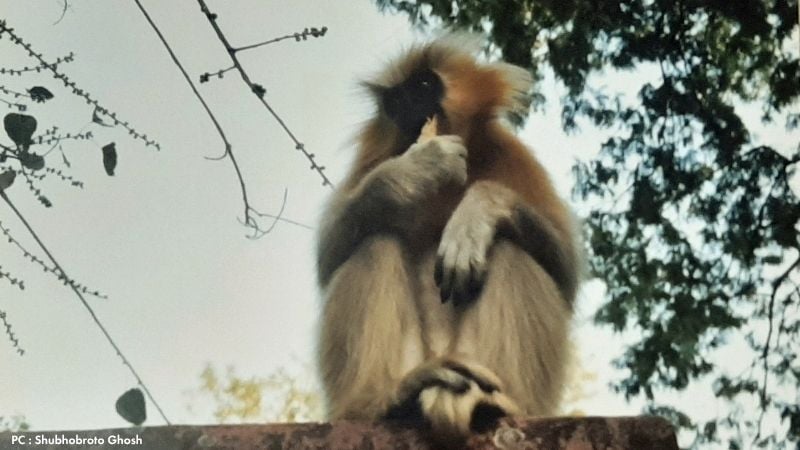 Golden Langur in Umananda