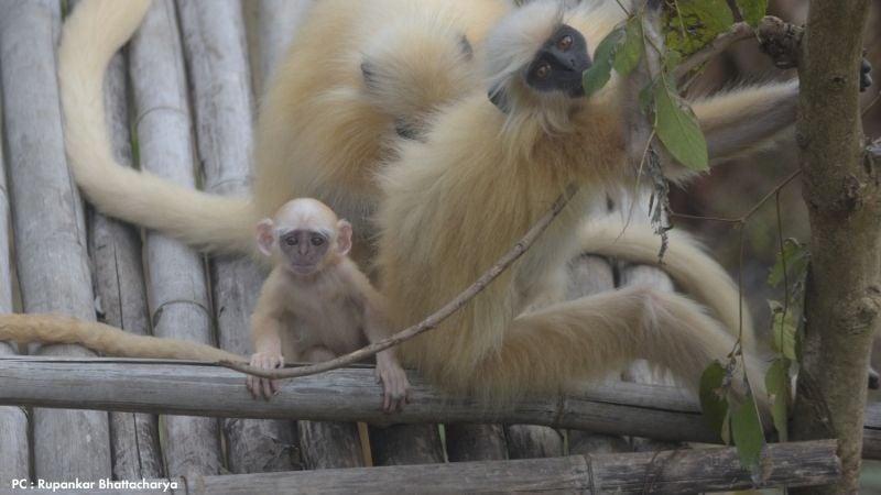 Golden Langur with infant in Guwahati Zoo