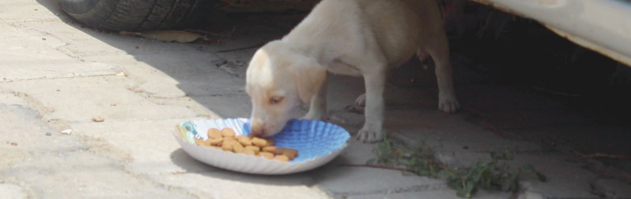 A puppy comes out from under a car to eat food from a plate.