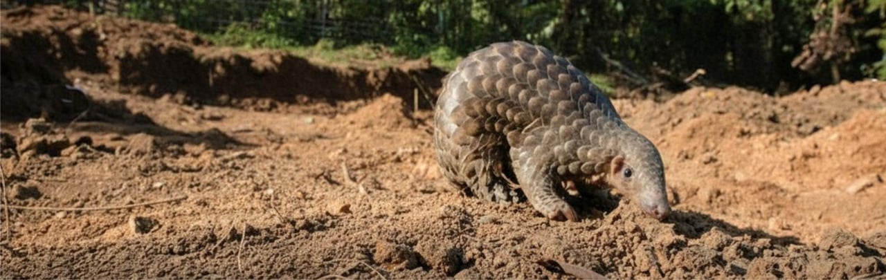 A Pangolin stares towards the camera on a dusty terrain in India