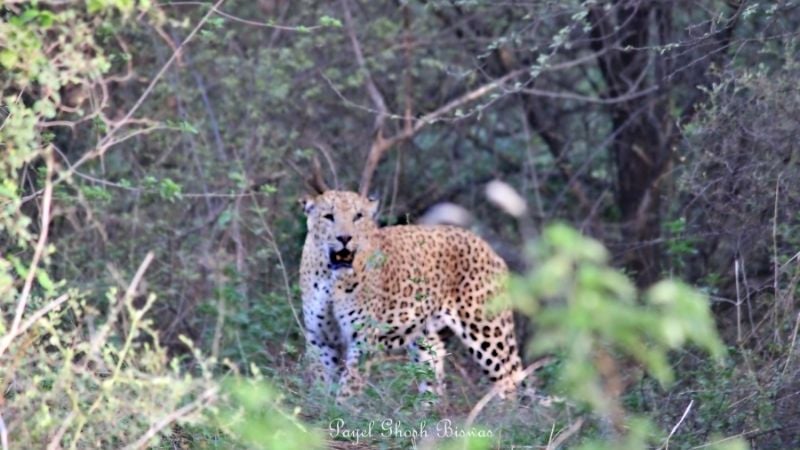 Wild leopard photographed in Jhalana Leopard Reserve, demonstrating ethical wildlife tourism and coexistence.