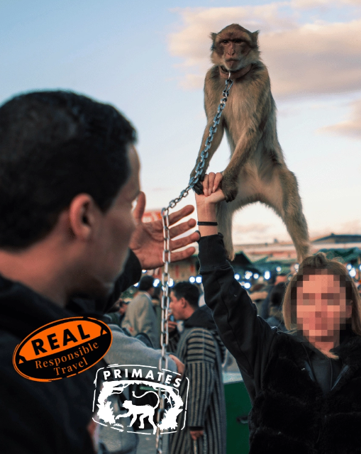 monkey chained and trained to sit on tourists