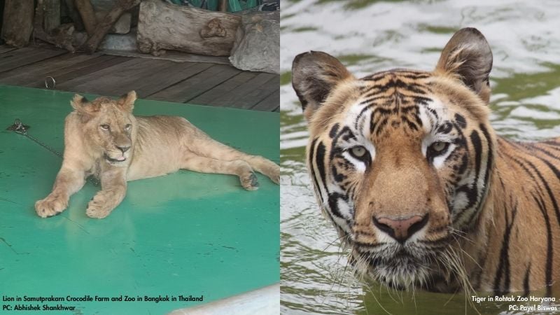 Captive lion and tiger in zoo environments, highlighting welfare concerns for big cats in captivity
